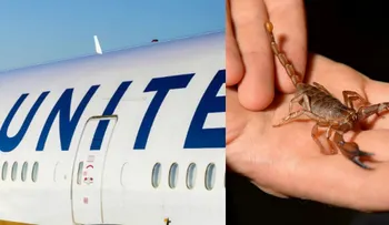 ¿Qué más puede pasar? Un escorpión pico a un pasajero en un vuelo de United