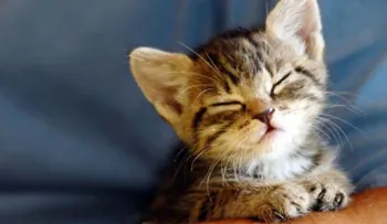 ¡Cuidado! Estos son los alimentos que jamás deberías darle a tu gato