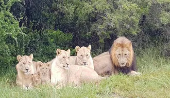 Manada de leones devora a varios presuntos cazadores furtivos de rinocerontes en una reserva de Sudáfrica