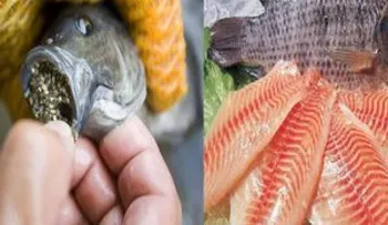 Investigadores tienen noticia impactante de la tilapia: Advierten no comerla, porque se alimentan con pupú de pollo y cerdo