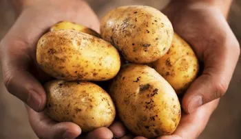 10 vegetales que engordan si no los consumes con moderación