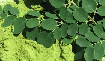Los Griegos llamaban a la Moringa el árbol de la eterna juventud. Esta es la causa.