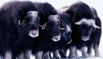 Un aterrador "tsunami de hielo" sepulta con vida a una manada de misteriosos animales en Alaska
