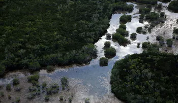 3 estudiantes desaparecieron mientras investigaban en los Everglades en Florida