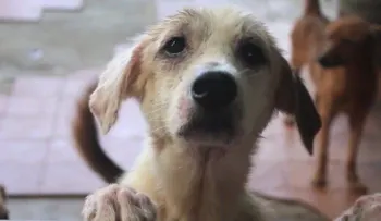 Abandonados: las víctimas de cuatro patas de la crisis económica de Venezuela