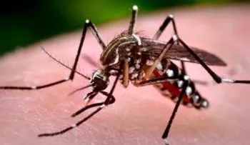 Nueva Delhi sufre el peor brote de chikungunya en una década