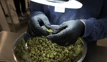 Argentina aprueba el uso de la marihuana medicinal