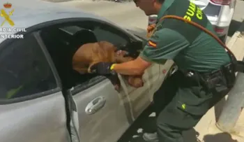 Rescatan a un perro que estuvo a punto de morir encerrado en un vehículo