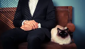 Las personas infectadas por un parásito de gato son más emprendedores