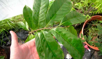 Esta hoja detiene la diarrea crónica y aguda al 100% de inmediato