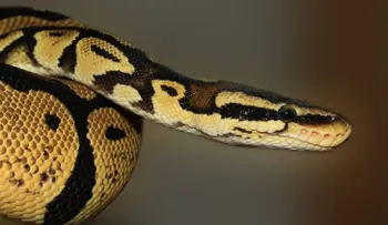 Una serpiente muerde a un anciano y este le paga con la misma moneda, pero perdió la vida 