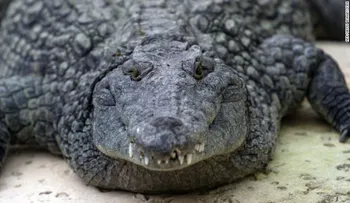 Científicos identifican cocodrilos del Nilo... ¡hallados en Florida!