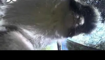 Un mono roba una cámara, graba un video y se toma un 'selfie' 