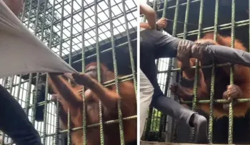 Orangután ataca hombre en un zoológico: Advertencia de imágenes fuertes