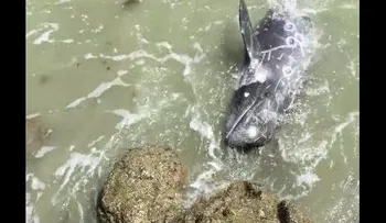 Un delfín aterrorizado se lanza a los pies de un hombre para huir de los cazadores