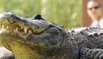 Caimán mata a hombre de 28 años en Texas 