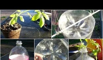 Se hace esto en botellas o funda de plástico tendrás cientos de tomate (VIDEO)