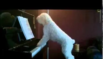 Un perro que canta y toca el piano  (VIDEO)