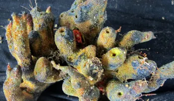 El Amazonas guardaba otro secreto: un gran arrecife de coral
