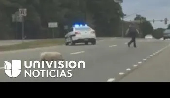  Cierran autopista por un puerco (cerdo) en Virginia 