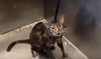 Video de gato que dice no más a un baño se vuelve viral