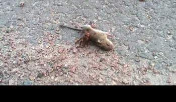 Ratoncito Vs. Avispón