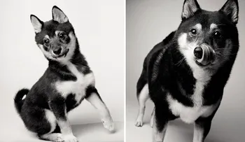 Los mismos perros, desde pequeños hasta su vejez