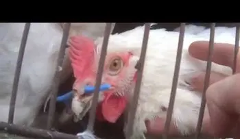 FUERTES IMÁGENES: Abuso en una de las granjas proveedoras de KFC y McDonald s  (VIDEO