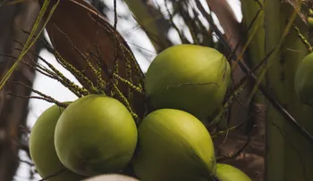 República Dominicana celebrará su primera Cumbre del Coco para impulsar la industria y productividad del sector