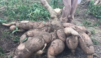 Agricultor extrae yuca de más de 300 libras en Villa González; buscan récords Guinness