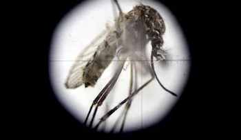 En la microcefalia por Zika es determinante cuando se infecta la embarazada