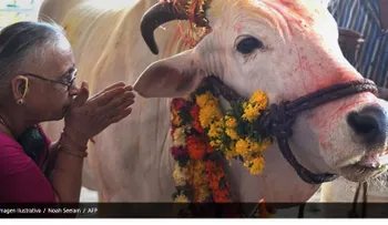Violan en India a dos jóvenes musulmanas por comer carne de res