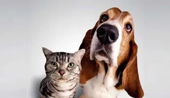 Importancia de tener una mascota 