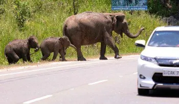 Un rayo mata a cuatro elefantes en Sri Lanka