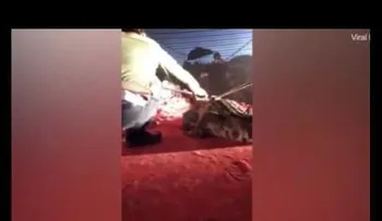 FUERTES IMÁGENES: Un domador de circo sufre el brutal ataque de un cocodrilo