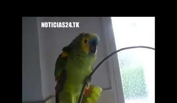 "La cucuracha ya no puede caminar", el canto de loro que causa sensación