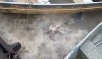 Video: esto pasa cuando se arroja carne a un río repleto de pirañas