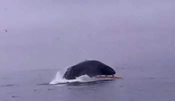 Un encuentro casi mortal entre navegantes de un kayak y una ballena
