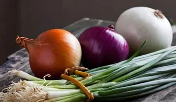 Cebolla: Remedio curativo y de belleza, terapéutica y mágica, para quitar el dolor de garganta y la tos