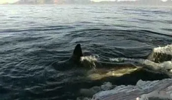 Tiburones comiéndose una ballena