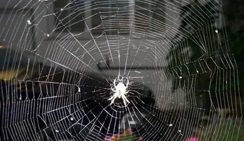 Niño muere tras ser picado por una araña