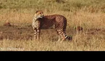 Valiente mamá guepardo da una impresionante lección a un leopardo para defender a sus cachorros