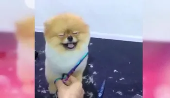 Este perrito se convierte en una estrella viral en Facebook 