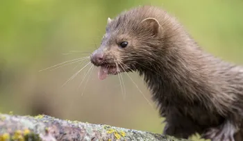 Detectan el coronavirus en otra granja de cría de visones en Holanda