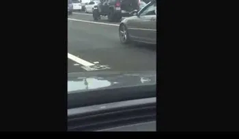Una gallina se apoderó de toda una avenida en EE.UU.