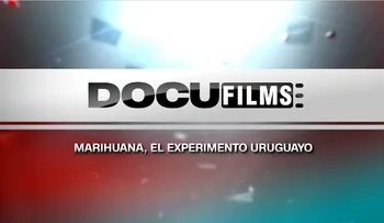 Marihuana, el experimento uruguayo: una investigación de 5 años