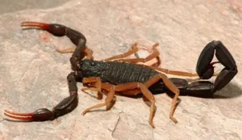 ¿Cómo evitar que las arañas y alacranes entren a tu casa?