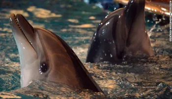 ¡Aletas a cubierta! Rusia quiere reclutar una nueva brigada de delfines