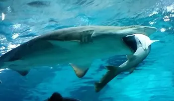 Tiburón hembra devora un macho en un acuario (VIDEO)