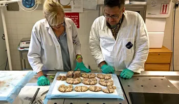 El misterioso estudio del cerebro de un joven de 27 años que se suicidó en prisión e impactó a los científicos